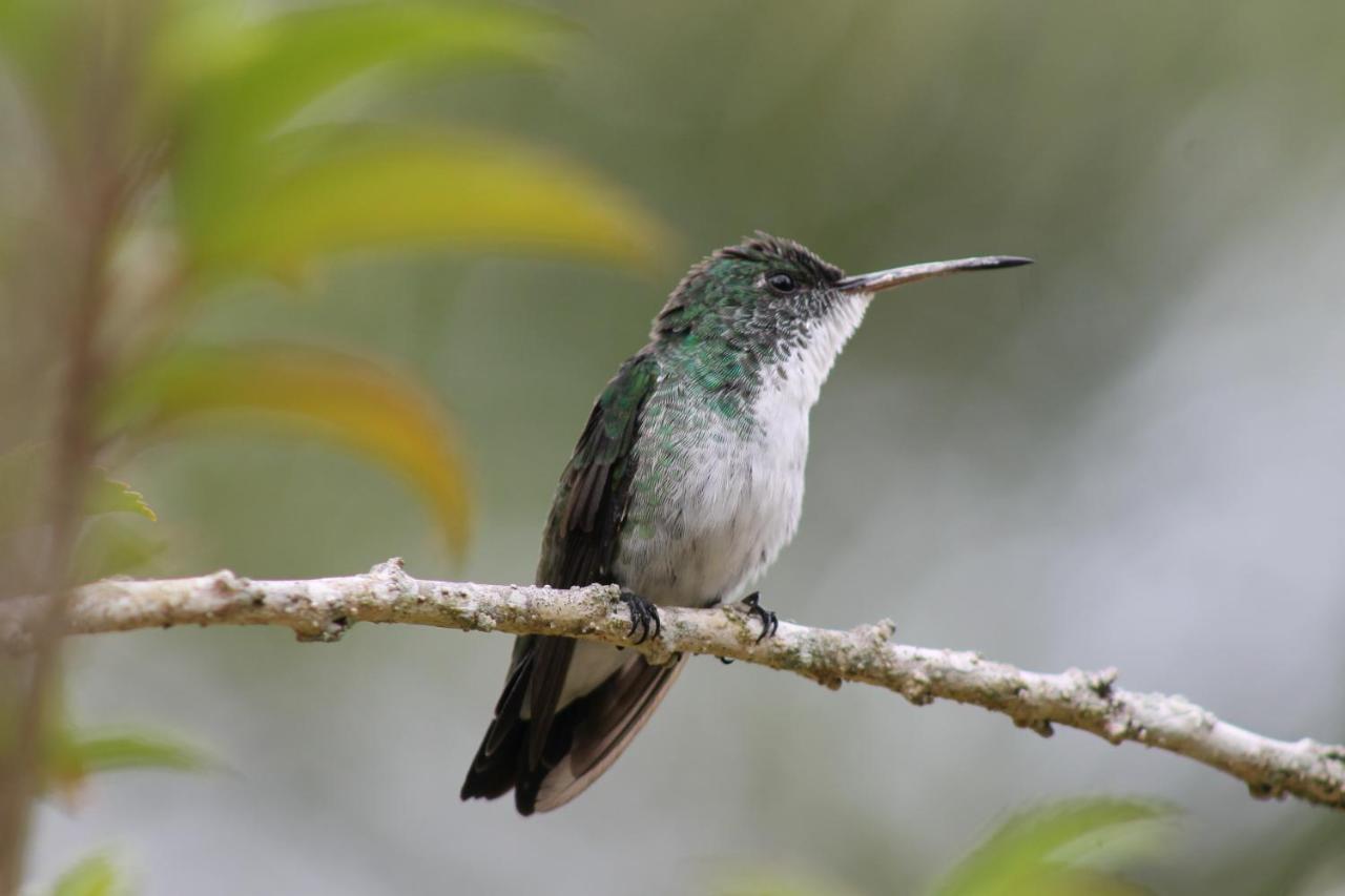 Pousada Colibri Morro de São Paulo Exteriör bild